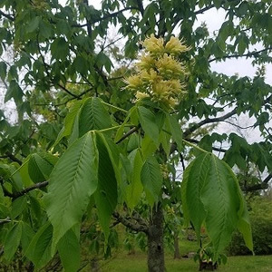 Buckeye Tree