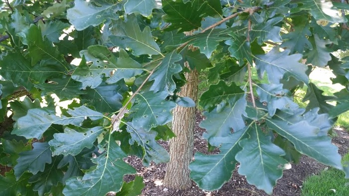 Swamp Oak 5
