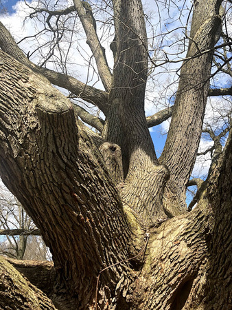 Overcup Tree 3