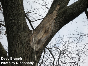 Branches 01